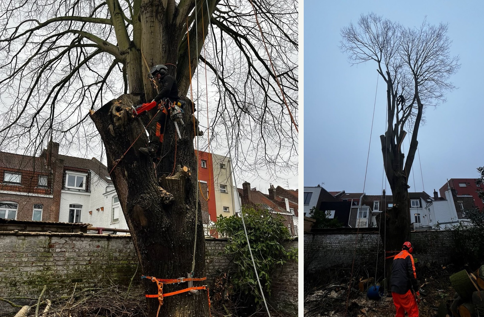 Démontage d'un grand arbre