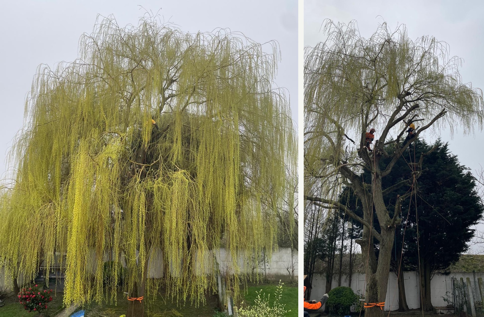 Taille d'un saule