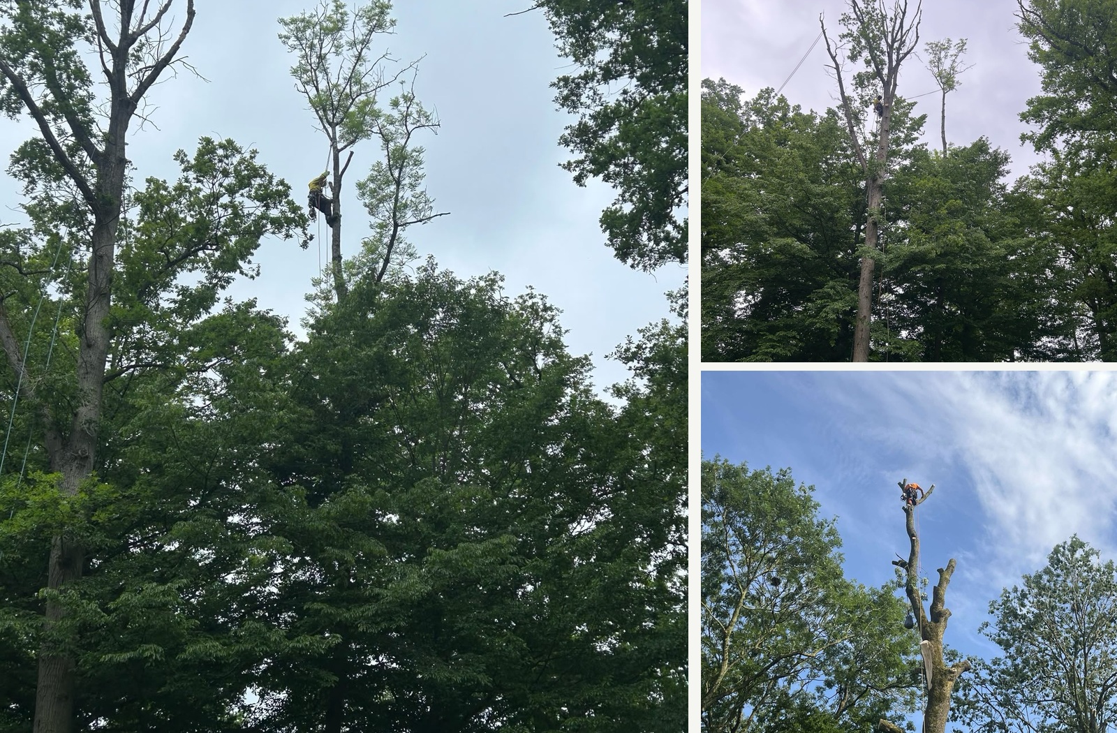 Travaux en hauteur sur grands arbres