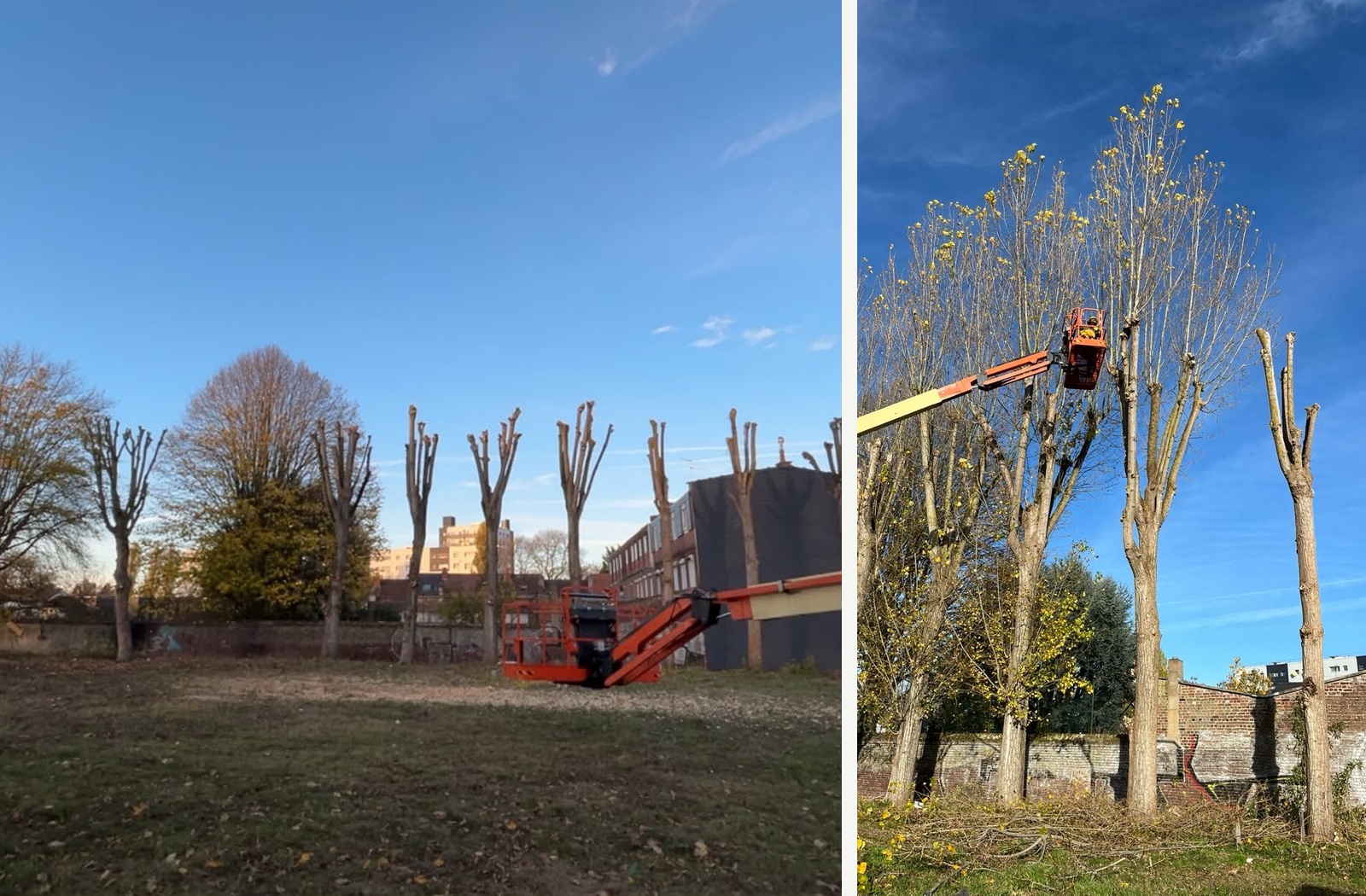 Taille d'un alignement d'arbres