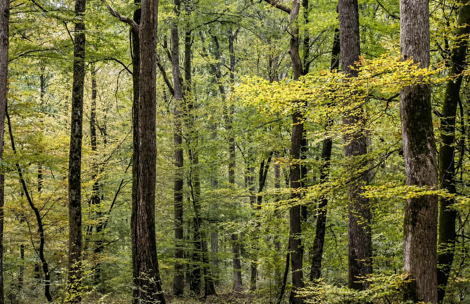Futaie régulière de chênes de la forêt de Tronçais