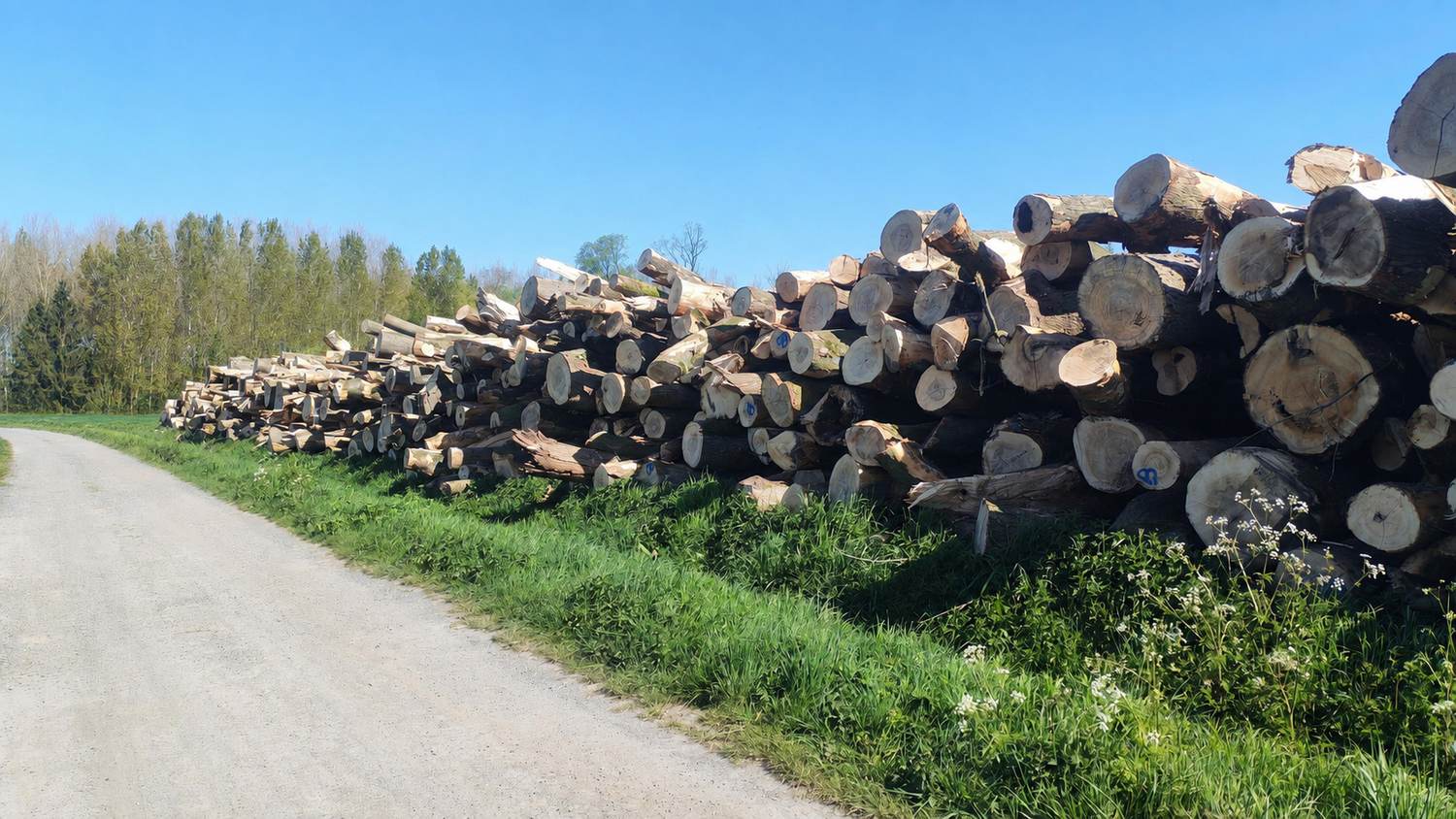 Grumes de bois de chauffage alignées en bordure de route, prêtes à l'enlèvement