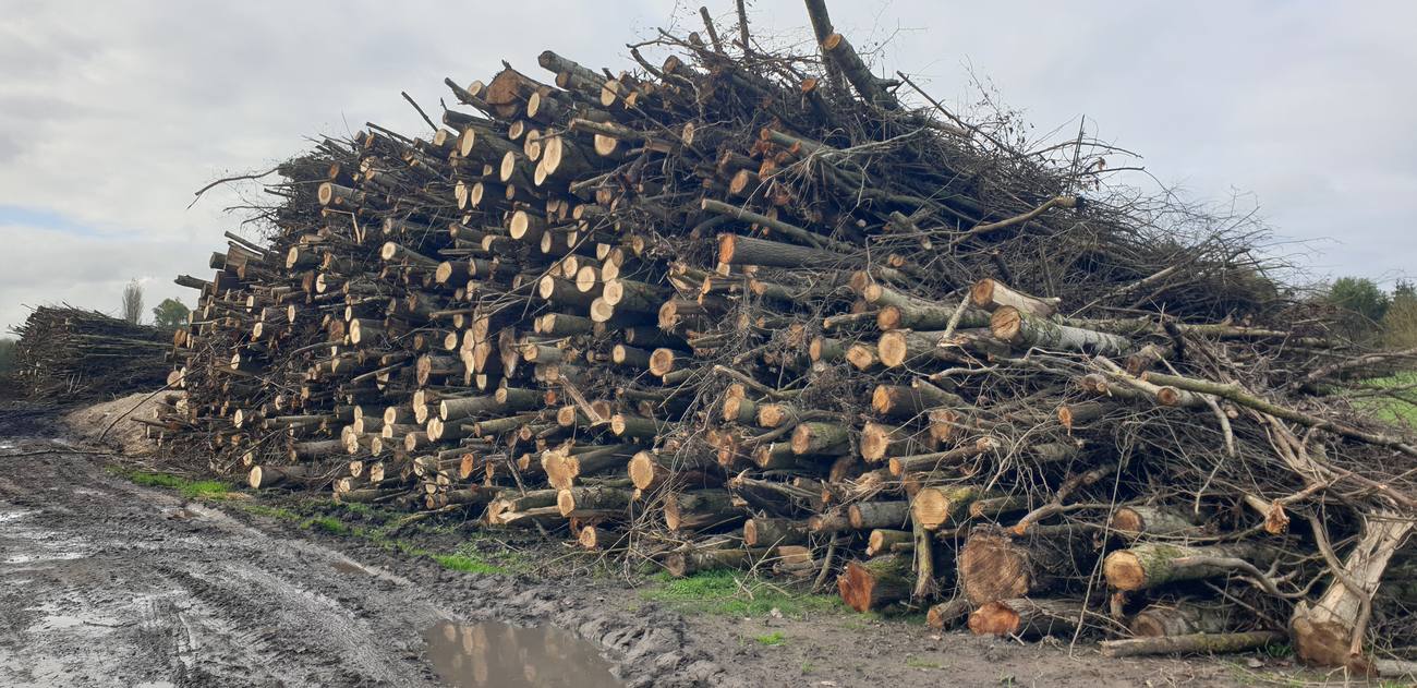 Tas de bois énergie composé de branches et de bois de faible diamètre