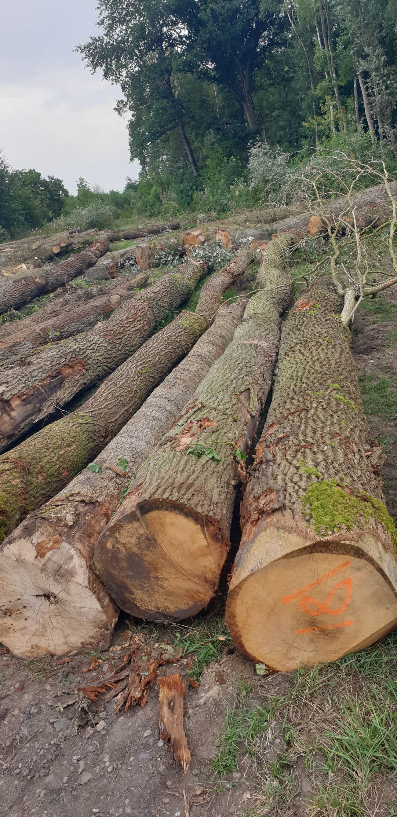 Grumes de chêne rouge d'Amérique et de chêne commun numérotées, forêt