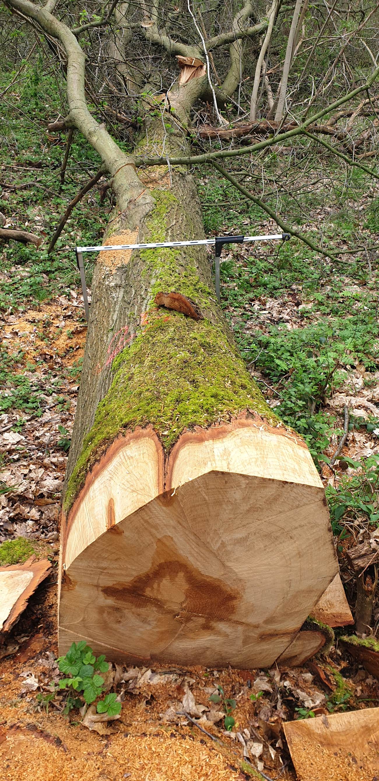 Mesure du diamètre d'un chêne rouge d'Amérique au compas forestier