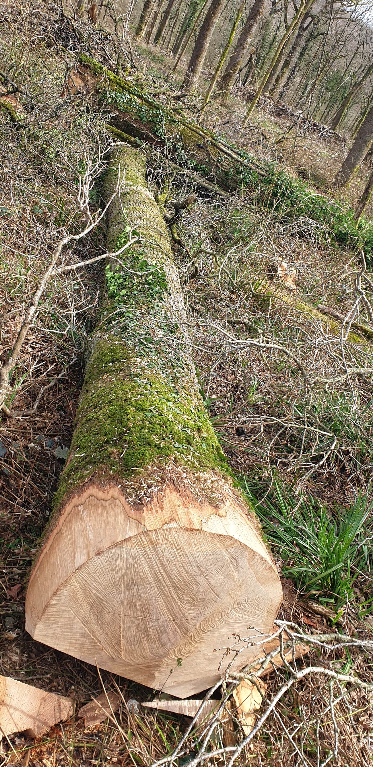 Section fraîchement coupée d'un tronc de chêne en forêt, écorce moussue