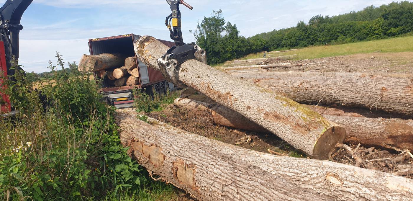 Chargement d'un conteneur de frêne en bordure de champ, été