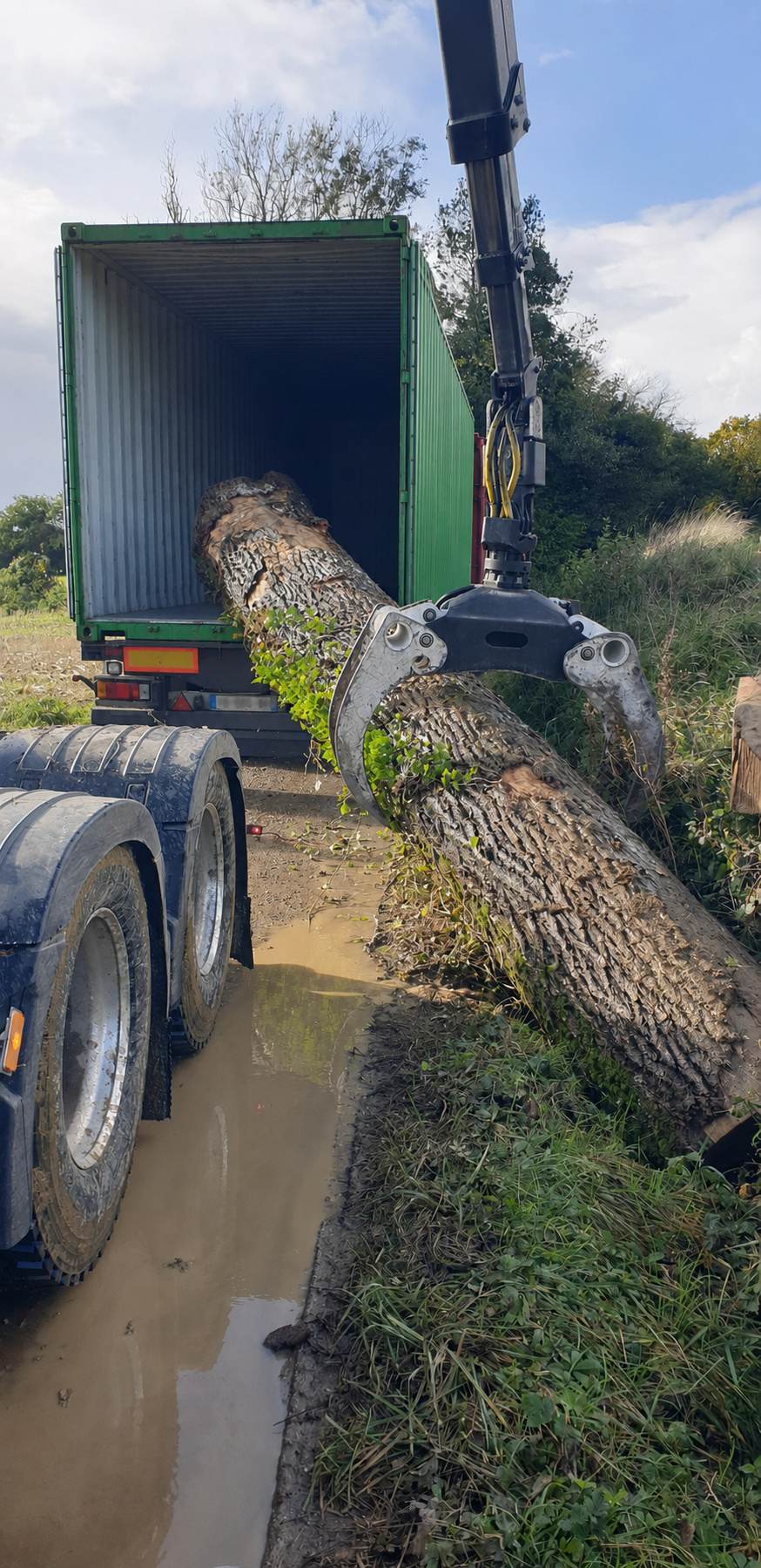 Grumier chargeant des grumes de frêne par temps ensoleillé