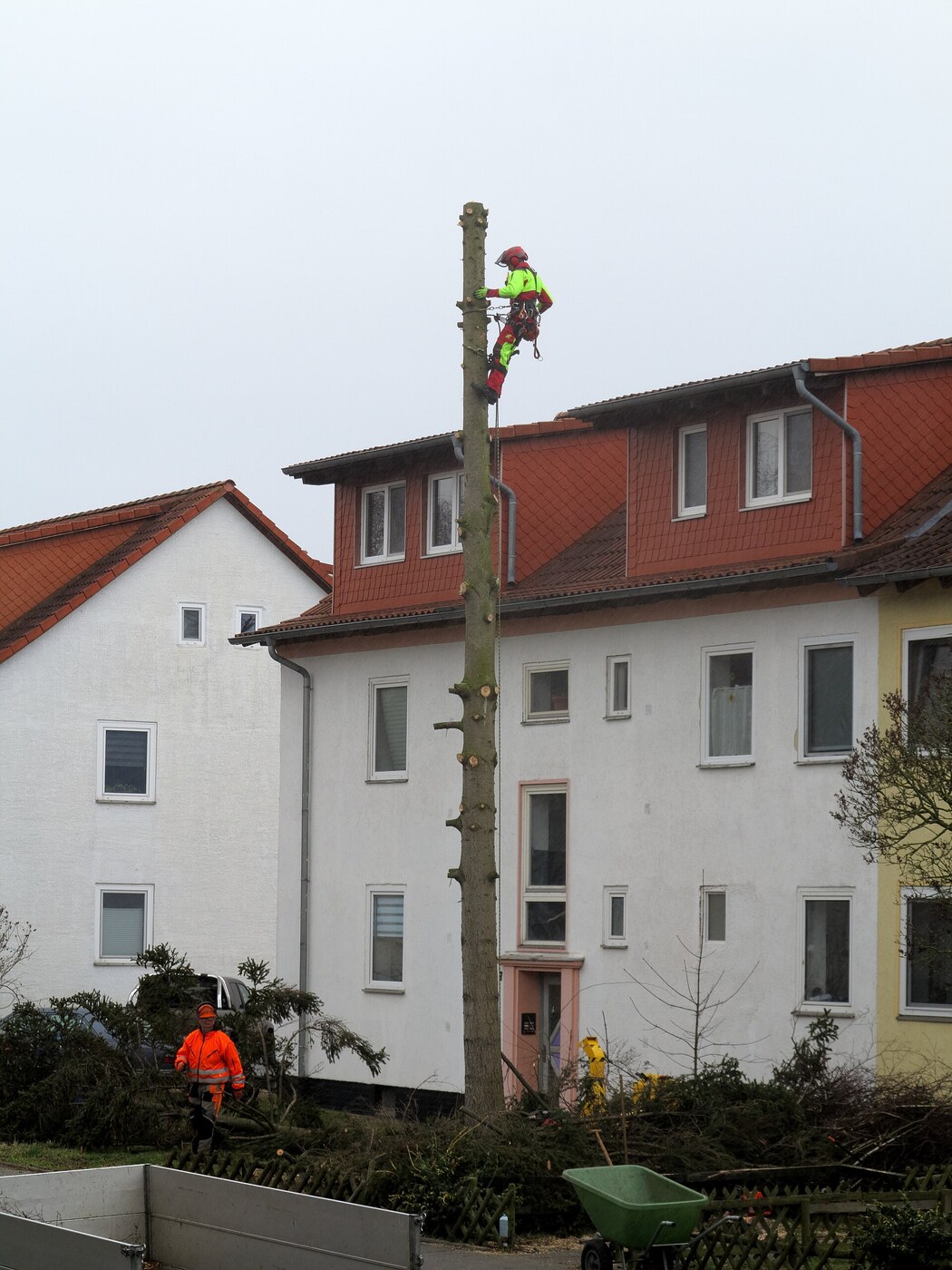 Démontage d'un arbre près d'habitations