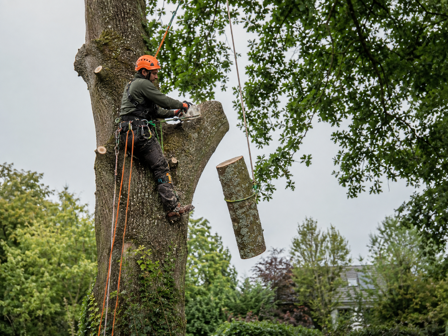 Arboriste-grimpeur démontant une section d'arbre retenue par une corde
