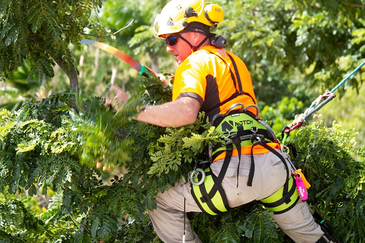 Arboriste réalisant un travail d'élagage en grimpe