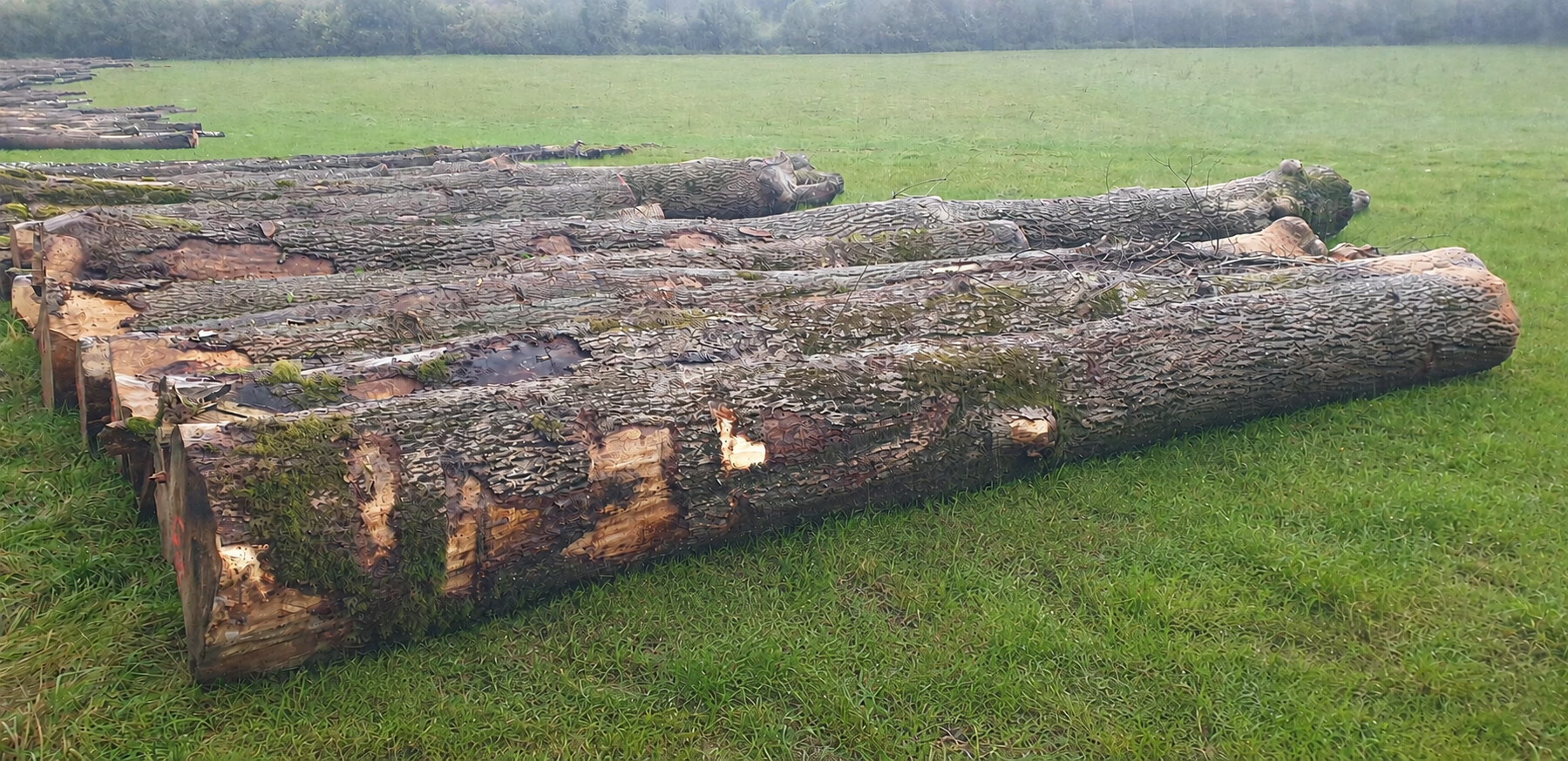 Lot de grumes de frêne façonnées en bord de route