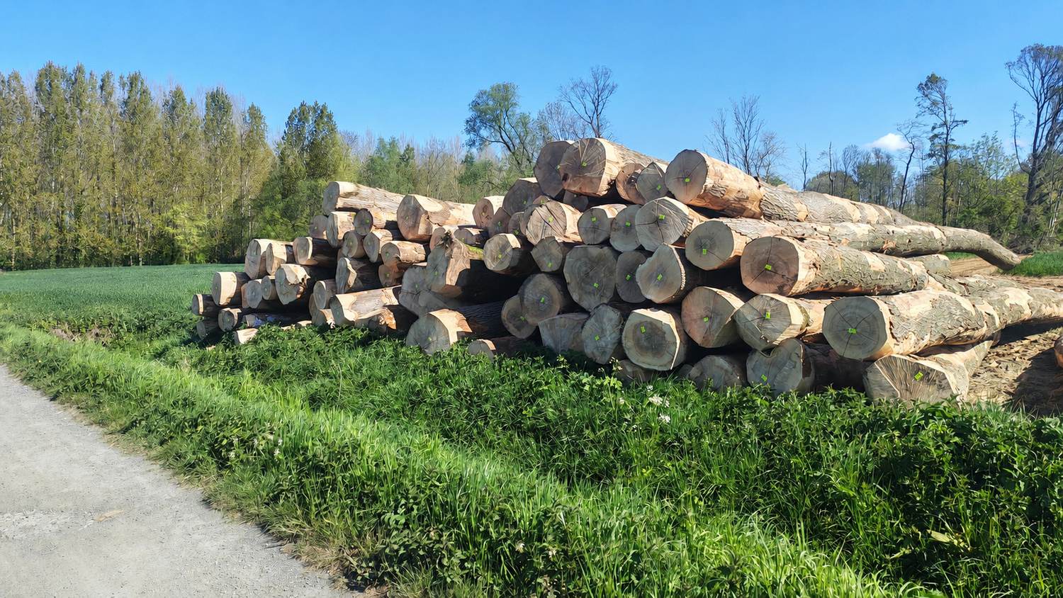 Grumes de frêne débardées et alignées en bordure de chemin forestier