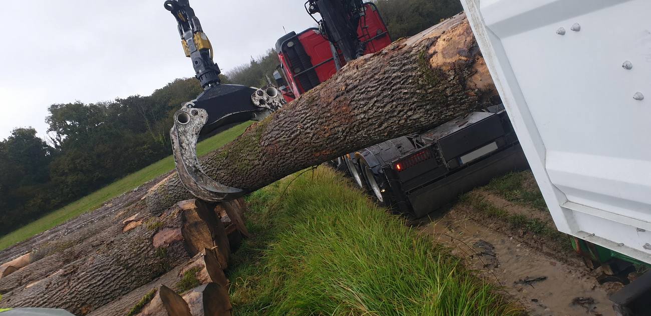 Grappin hydraulique saisissant une grume de frêne avant chargement en conteneur