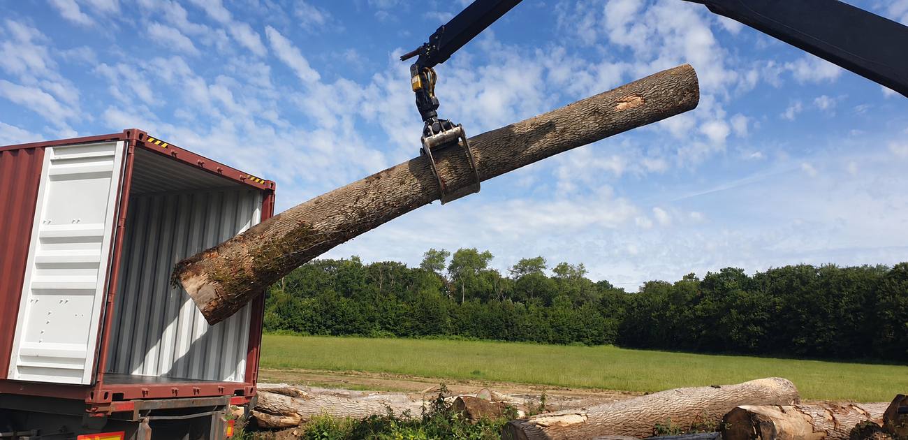 Grume de frêne suspendue par le grappin de la grue avant mise en conteneur, ciel bleu