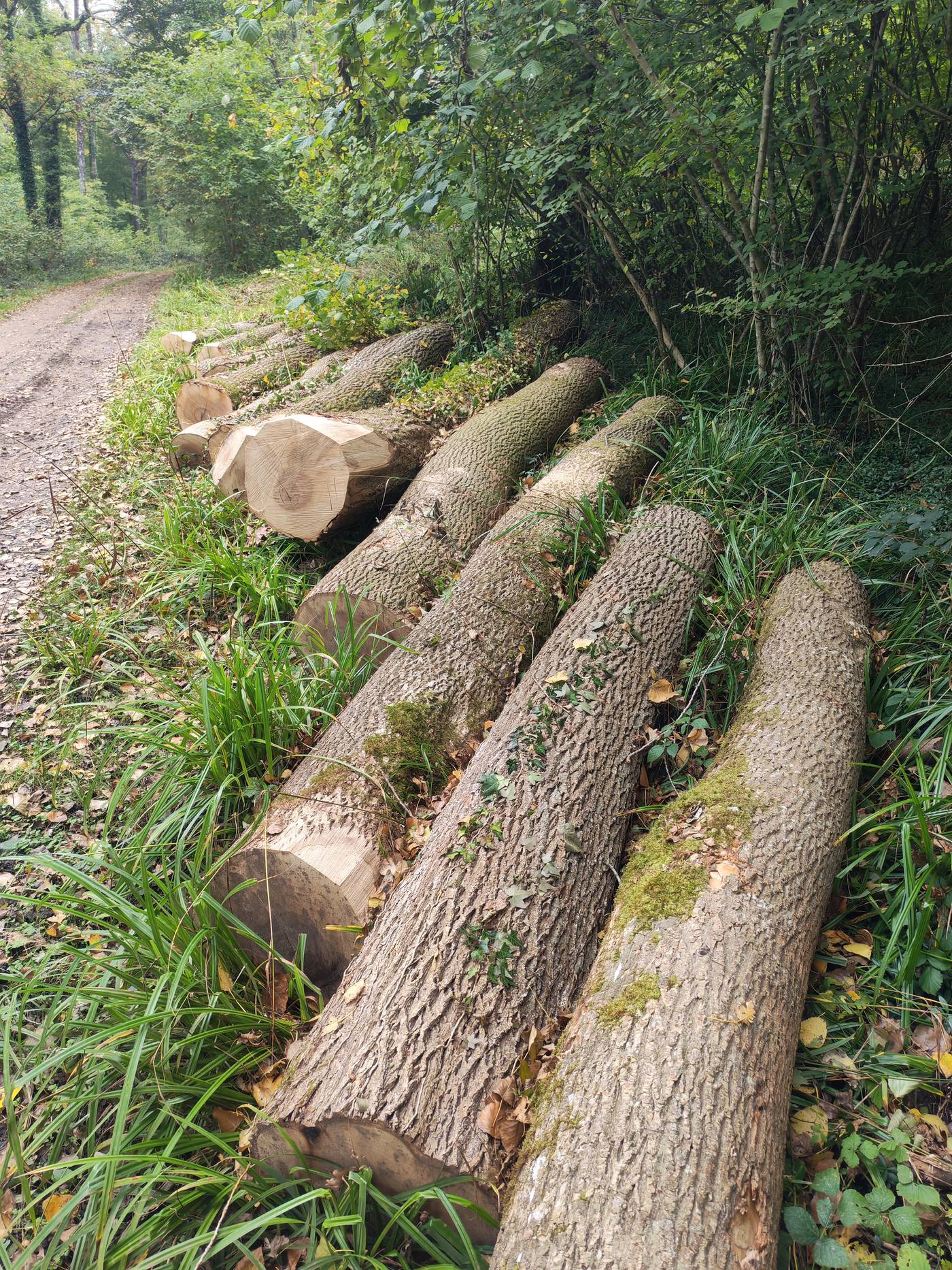 Grumes en bordure de chemin forestier, végétation d'été