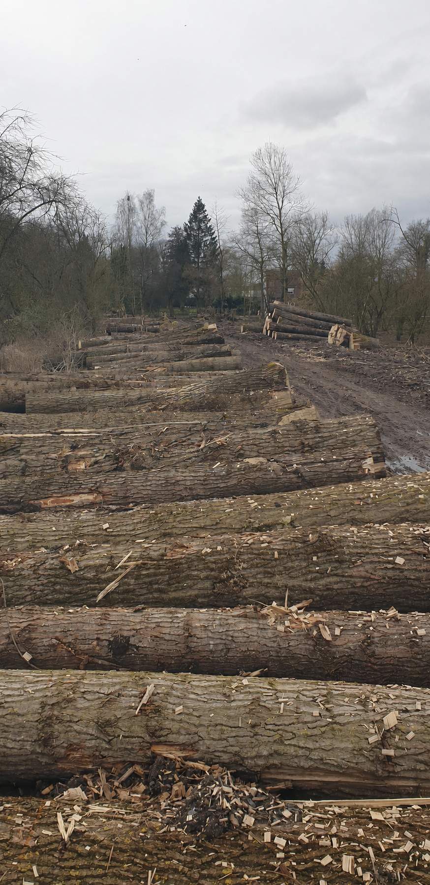 Longue rangée de grumes de peuplier débardées et alignées en bordure de route, ciel bleu