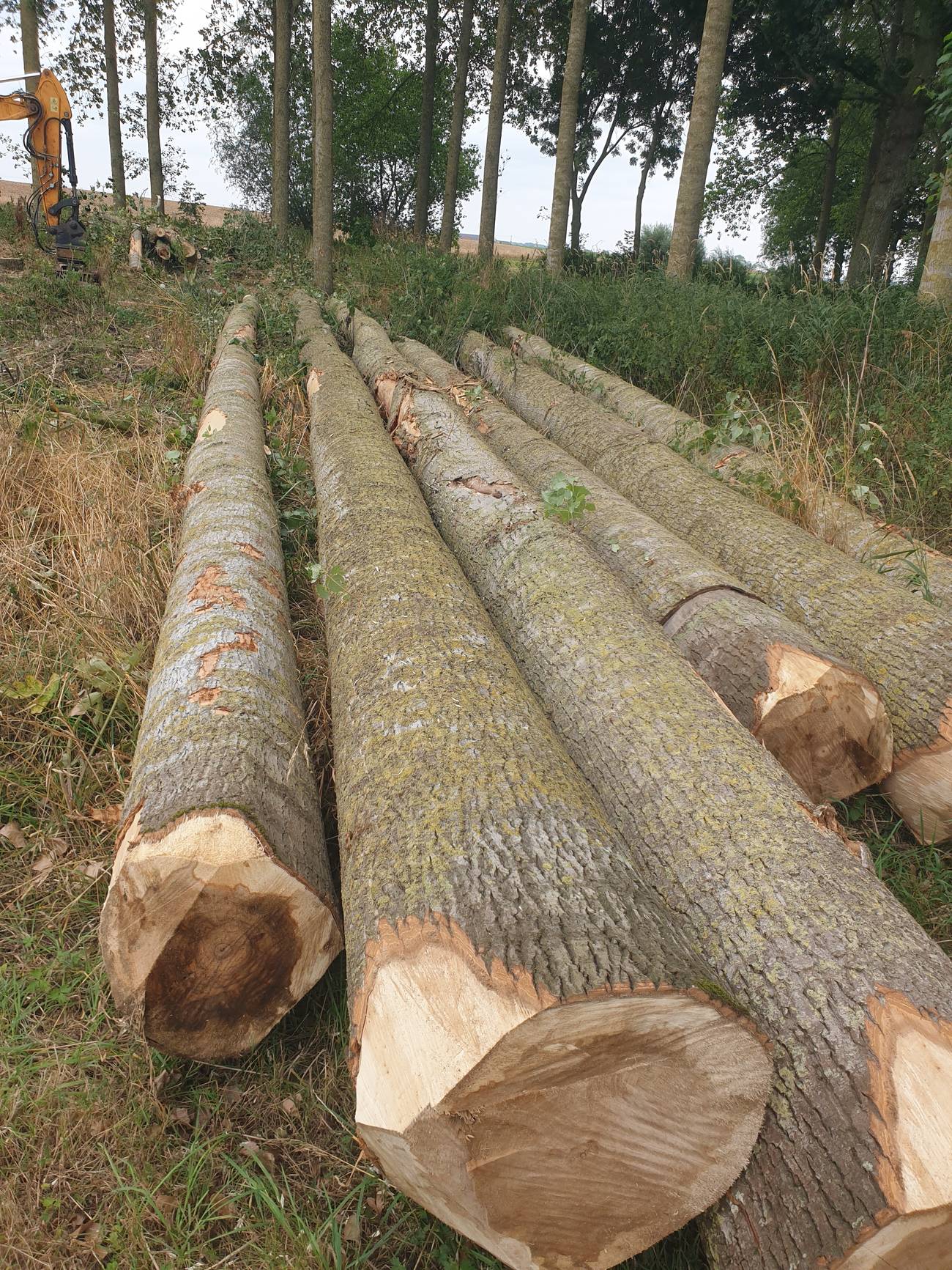 Peupliers abattus en bordure de champ, pelleteuse forestière au second plan