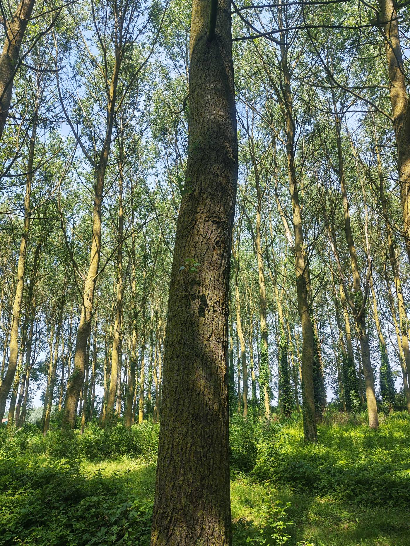 Peupleraie sur pied avant abattage