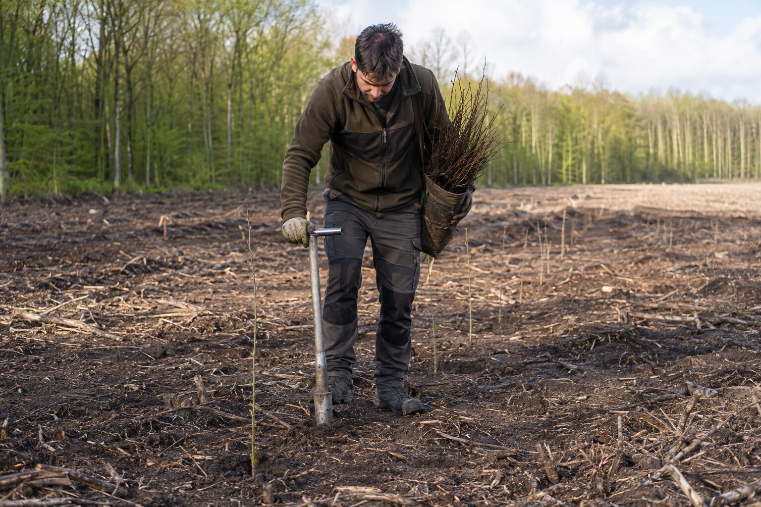 Technicien forestier plantant manuellement de jeunes arbres avec un outil de plantation